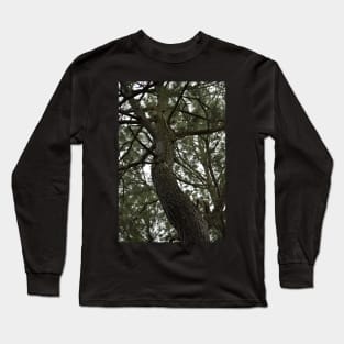 Looking up at a Pine Tree Long Sleeve T-Shirt